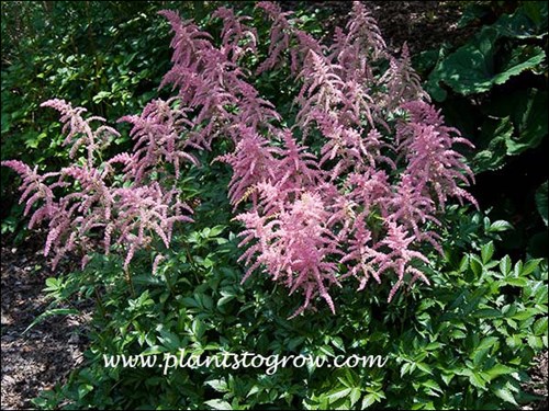 Astilbe Bressingham Beauty
(July 2 )
